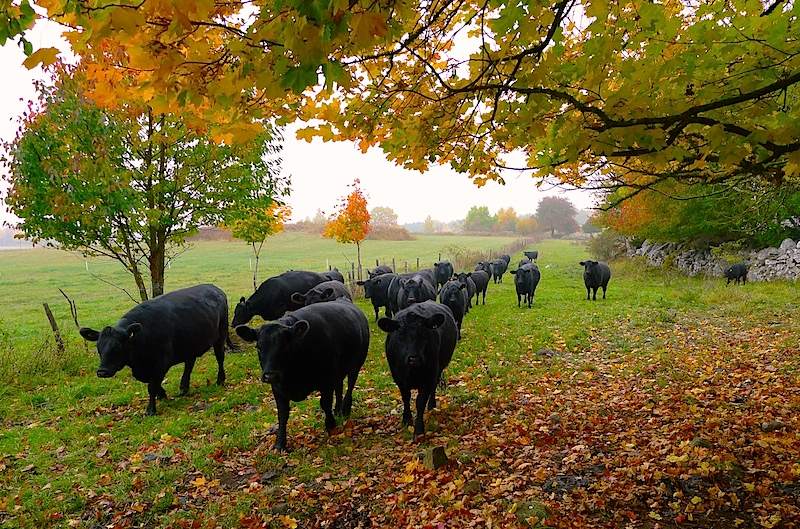 Black Angus-djur på bete vid Bältaregården