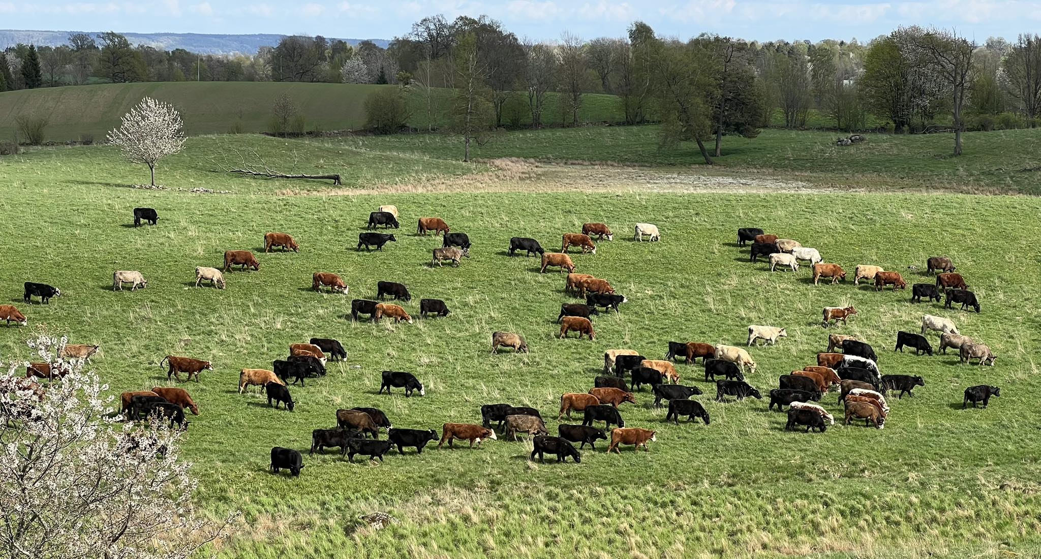 Kor på Bältaregården
